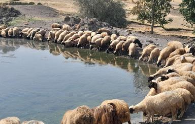 13هزارمتردرکامیاران بااب مستقل قنات