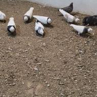 فروش 22تا کبوتر