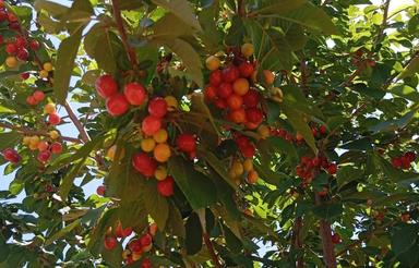 باغ فروشی عایشه دول