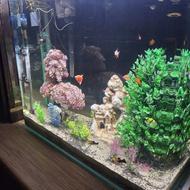 آکواریوم شیشه خم 55لیتری با ماهی‌ و لوازم کامل