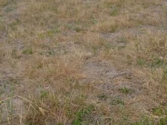 600 متر زمین تجاری .مسکونی در ساری هولا