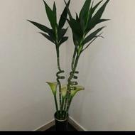 گلهای بامبو سه شاخه