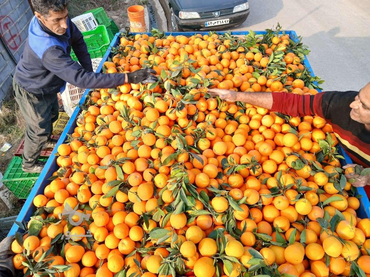 فروش پرتقال شمال