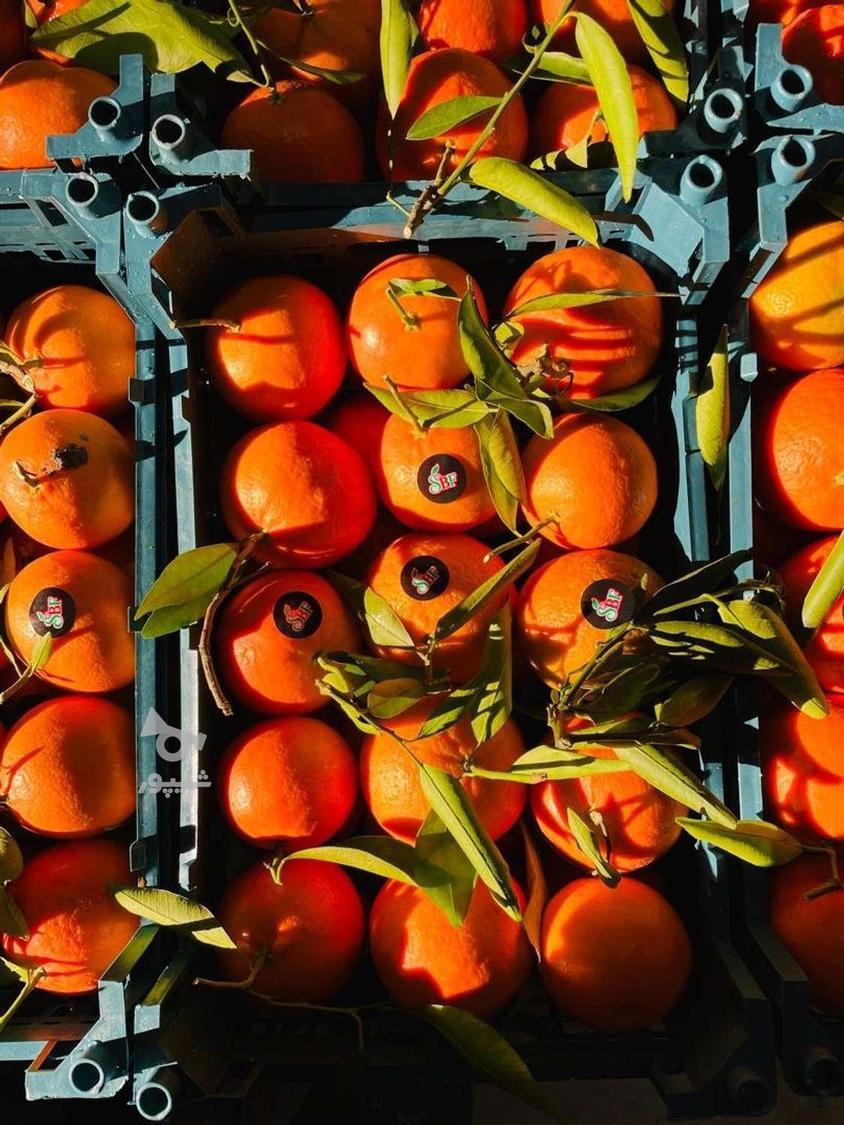 فروش پرتقال شمال