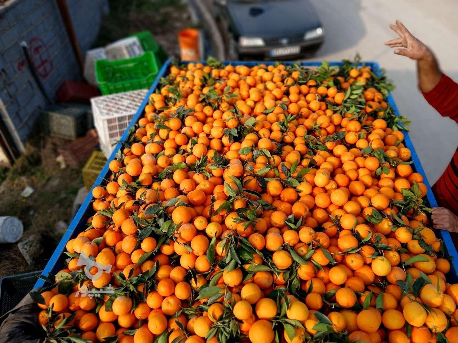 فروش پرتقال شمال