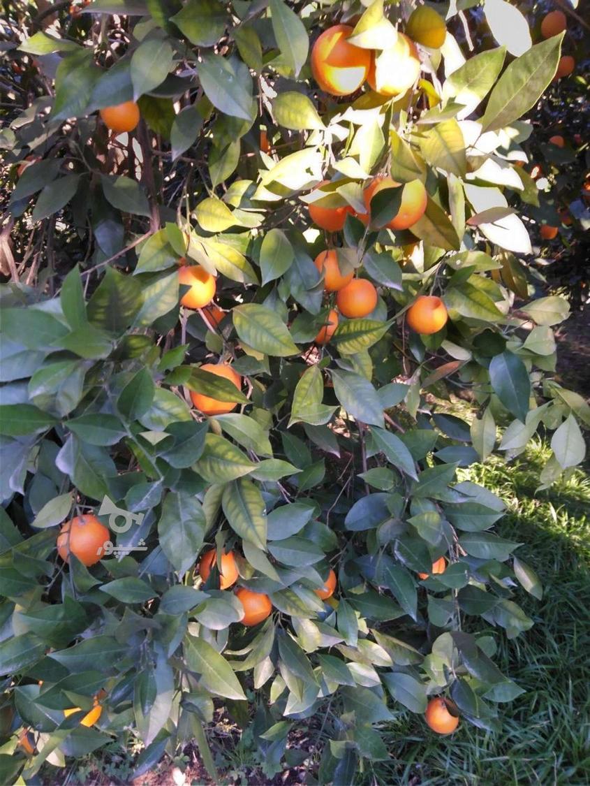 فروش پرتقال شمال