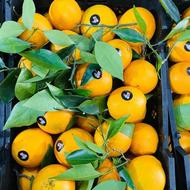 فروش پرتقال شمال