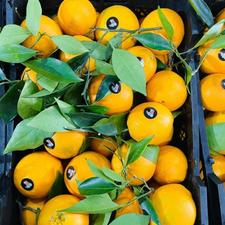 فروش پرتقال شمال