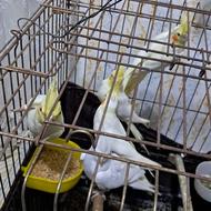 عروس هلندی..