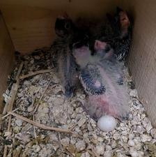 طوطی عروس هلندی