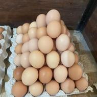تخم مرغ محلی گلپا