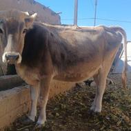 گاو ماده شمالی