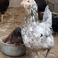 مرغ گلیم سالم وسرحال