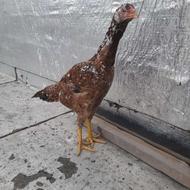 مرغ لاری 6ماه