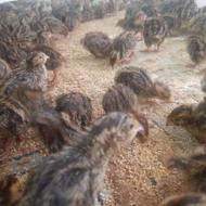 650 عدد بلدرچین 7 روزه