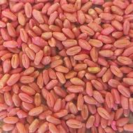 فروش گندم بذری سیروان