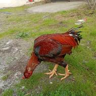 خروس لاری نصل دار