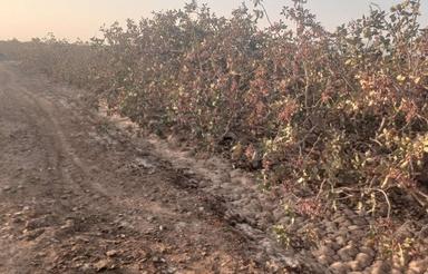 اب و زمین پسته