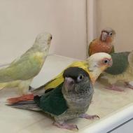 گرینچیک ردچیک تراکوییس مونچیک کریمسون پایین اپل