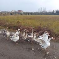 فروش غاز محلی