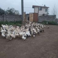 اردک اورگانیک