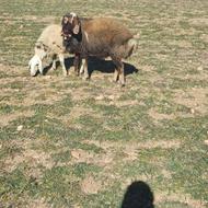 شیشک قوچ دوسال