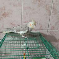 طوطی عروس هلندی سالم ماده