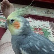 عروس هلندی سخنگو