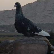 کفتر قره موشی