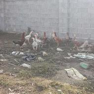 مرغ وخروس لاری