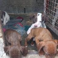 واگذاری توله شکاری