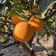 پرتقال تامسون