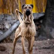 نیازمند یک سرابی ماده توله یا بالغ