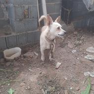 واگذایر سگ جی واوا پامر باهو