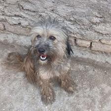 واگذاری دوتا سگ پاکوتاه