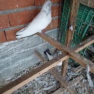 کبوتر برای فروش