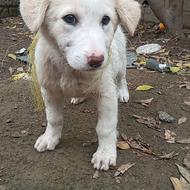 واگذاری توله سگ قفقازی باهوش