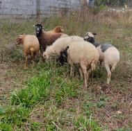 فروش گوسفند