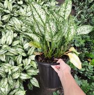 آگلونما برفی سطل 7 خیلی پر بوته