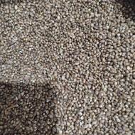 فروش 2تن شادانه ریز بوجاری شده کشت امسال