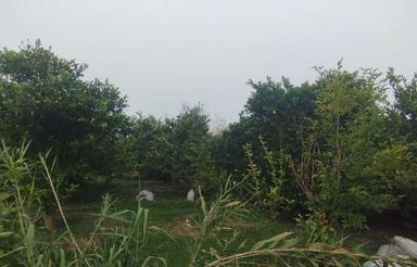 فروش زمین کشاورزی 3500 متر جاده گنج افروز