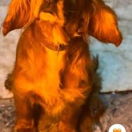 واگذاری کوکراسپانیل انگلیسی نر سن 3