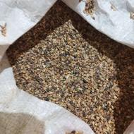 کنجد دیمه موجود