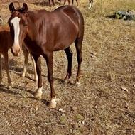 مادیون و کره