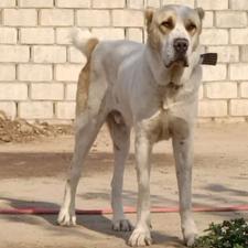 واگذاری سگ آلابای 14ماهه