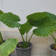 فروش گل بابا آدم