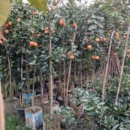 نهال فروشی عباسی در پایه ستوملو