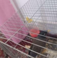 مرغ مینا ،،،