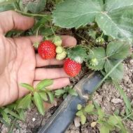 نهال توتفرنگی