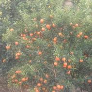 فروش مرکبات پچ